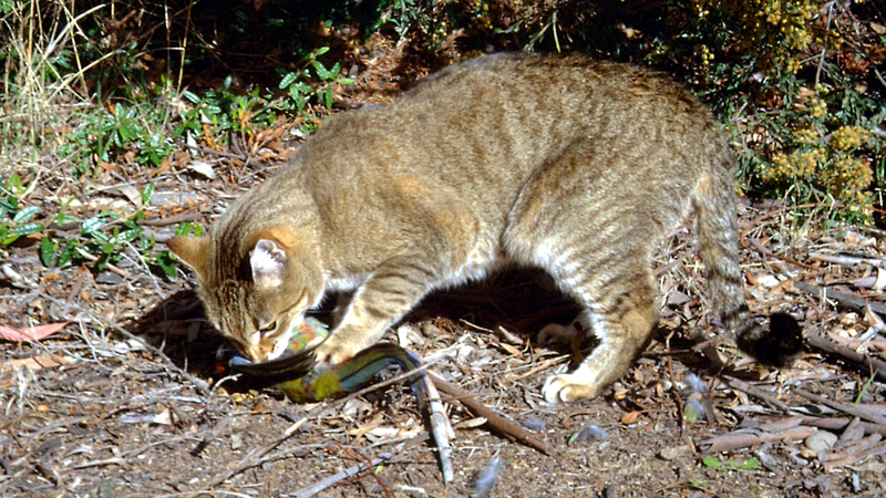 A feral cat eats a crimson rosella bird in Australia.